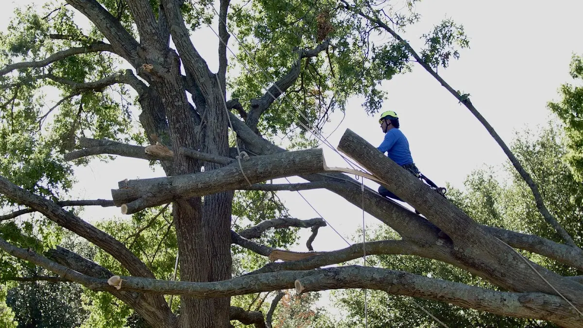 Professional Crown Thinning performed by certified arborists in Hidalgo