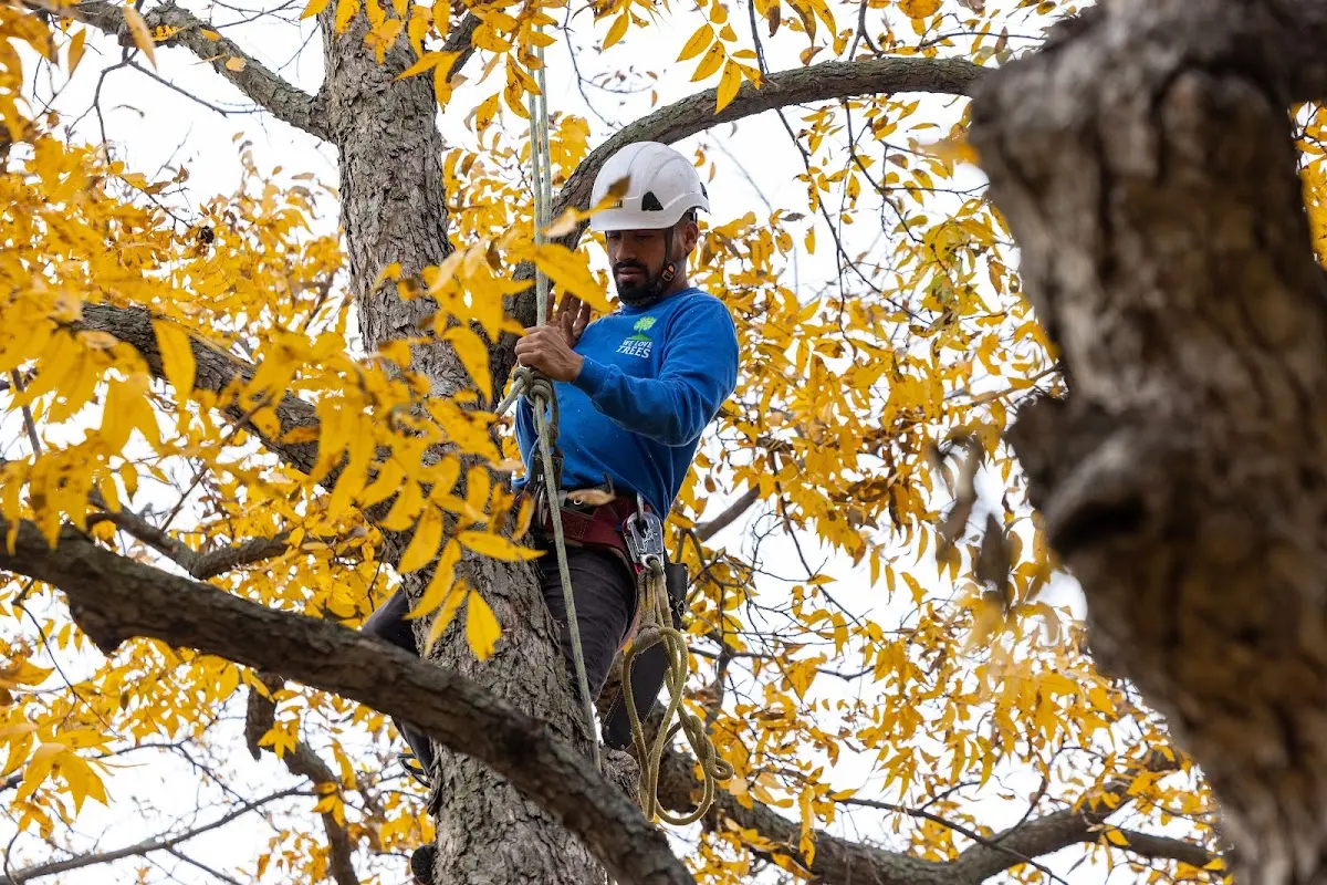 Skilled Tree Pruning crew working in Hidalgo